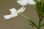 Rose verbena